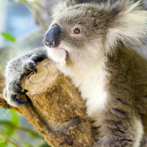 Maru Koala and Animal Park & Mini Golf